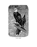 8th INFANTRY, WI: The Soldier Bird "Old Abe" (Softcover)